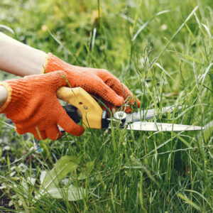 Woman gathers fresh kitchen herbs in the garden. Hand in a orange gloves.